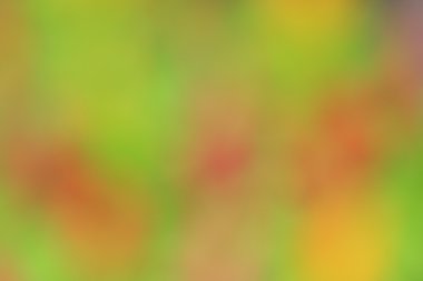 bulanık çiçek arka plan