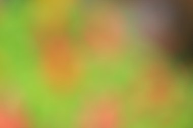 bulanık çiçek arka plan