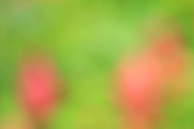 bulanık çiçek arka plan