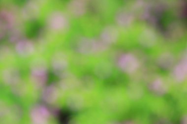 bulanık çiçek arka plan