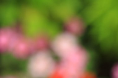 bulanık çiçek arka plan