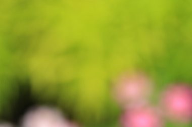 bulanık çiçek arka plan