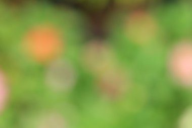 bulanık çiçek arka plan