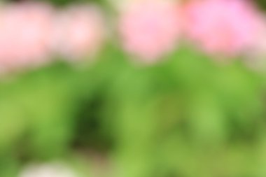 bulanık çiçek arka plan