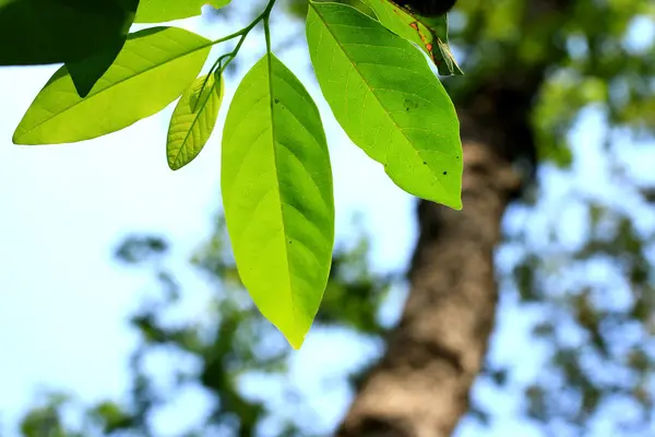 Hojas verdes en otoño —  Fotos de Stock