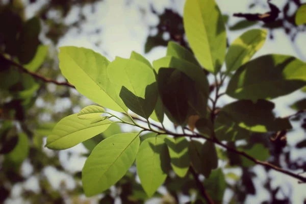 Hojas verdes en otoño —  Fotos de Stock