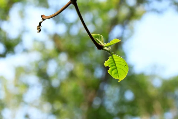 Groene bladeren in de herfst — Stockfoto