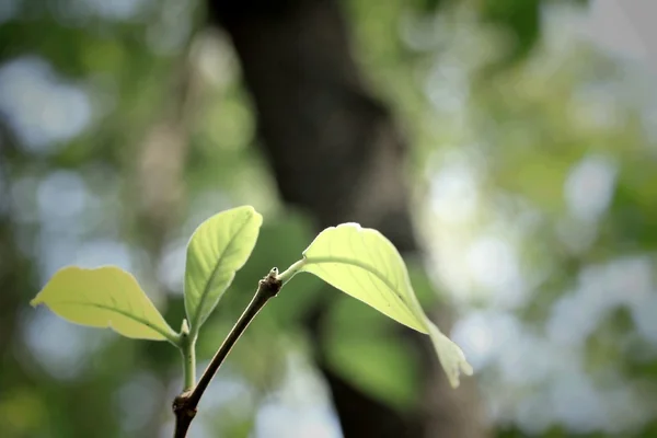 Groene bladeren in de herfst — Stockfoto