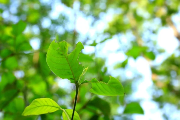 Groene bladeren in de herfst — Stockfoto