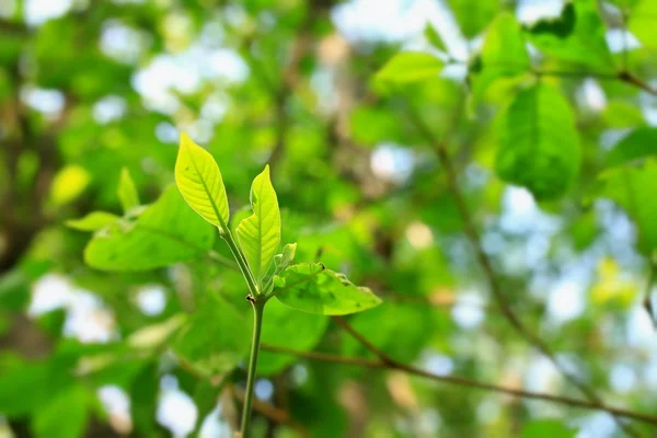 Groene bladeren in de herfst — Stockfoto