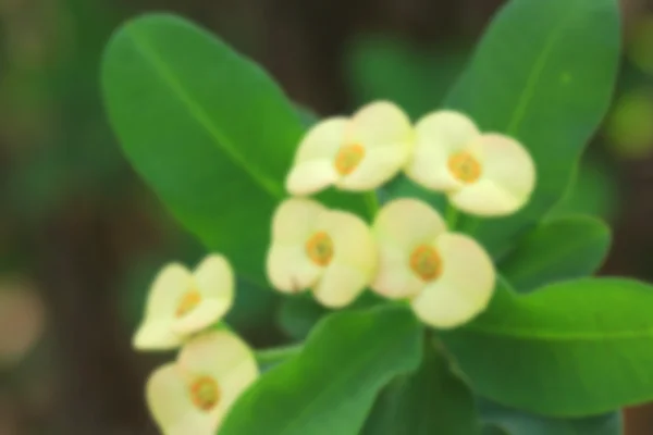 Flores borrosas — Foto de Stock