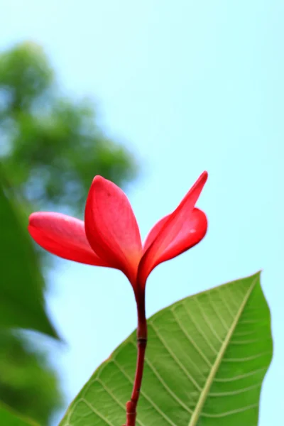 Flor de frangipani en el árbol —  Fotos de Stock