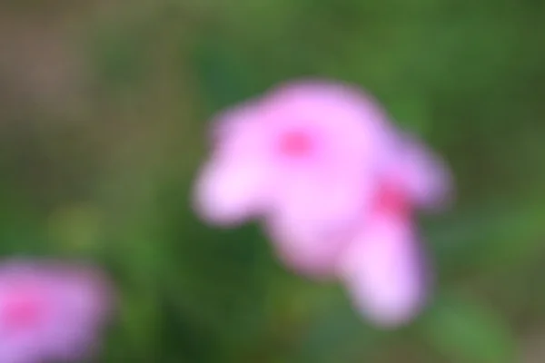 Bulanık çiçekler — Stok fotoğraf