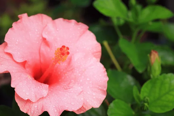 Blurred flowers — Stock Photo, Image