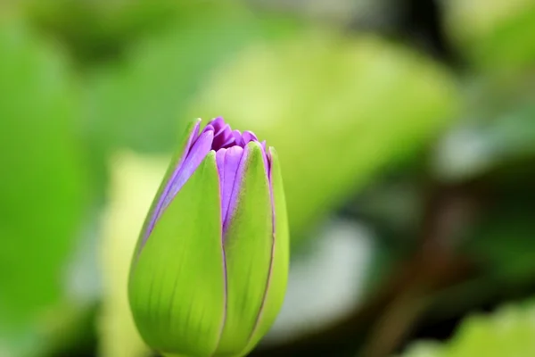 Lotus çiçeği. — Stok fotoğraf