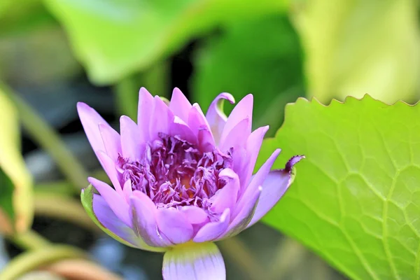 Lotus çiçeği. — Stok fotoğraf