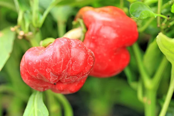 Manzanas rojas pimientos en el árbol . — Foto de Stock