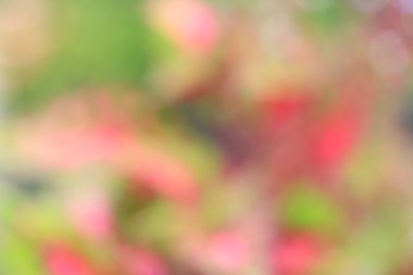 bulanık çiçek arka plan