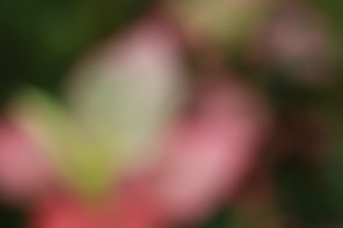 bulanık çiçek arka plan