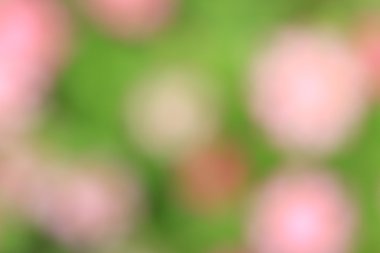 bulanık çiçek arka plan