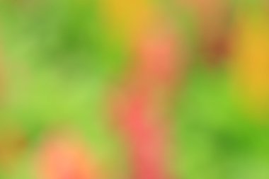 bulanık çiçek arka plan