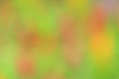 renkli arka plan bulanık