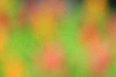 bulanık çiçek arka plan