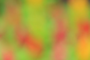 bulanık çiçek arka plan