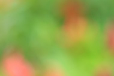 bulanık çiçek arka plan