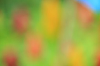 bulanık çiçek arka plan