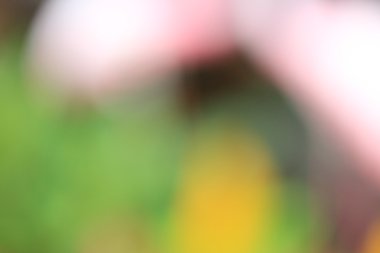 bulanık çiçek arka plan