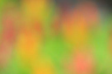 bulanık çiçek arka plan