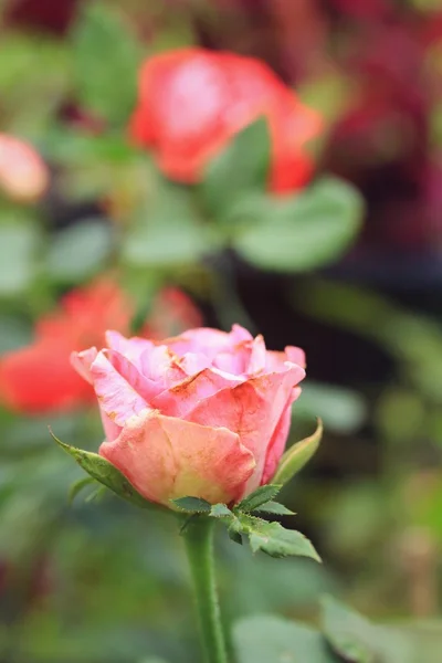 Vintage roses — Stock Photo, Image