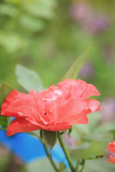 Vintage roses — Stock Photo, Image