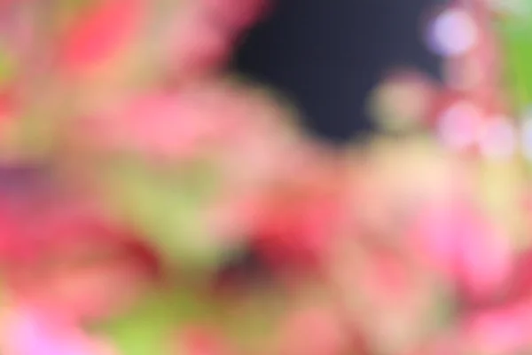 stock image blurred flowers background