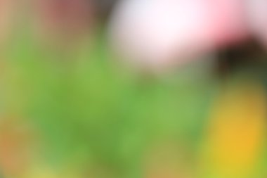 bulanık çiçek arka plan