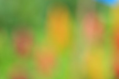 bulanık çiçek arka plan