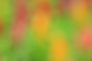 bulanık çiçek arka plan