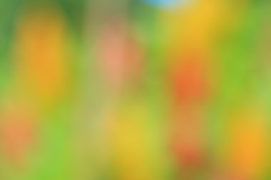 bulanık çiçek arka plan