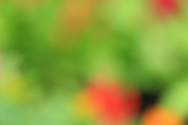 bulanık çiçek arka plan