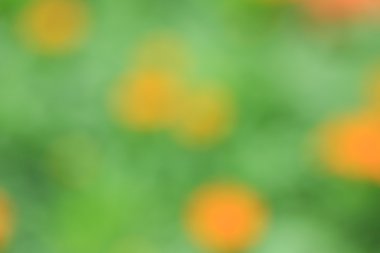 bulanık çiçek arka plan