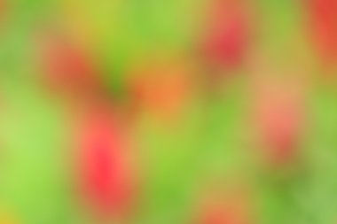 bulanık çiçek arka plan