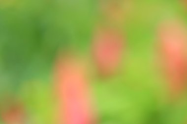 bulanık çiçek arka plan