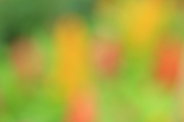 bulanık çiçek arka plan