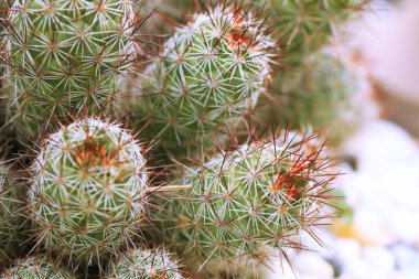 kaktüs kadar yakın