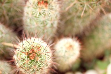 kaktüs kadar yakın