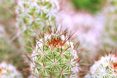 kaktüs kadar yakın