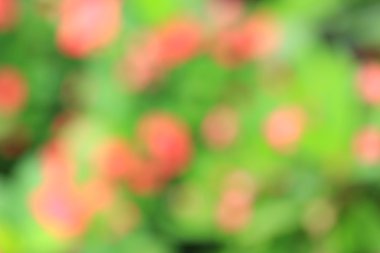 bulanık çiçek arka plan