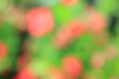 bulanık çiçek arka plan