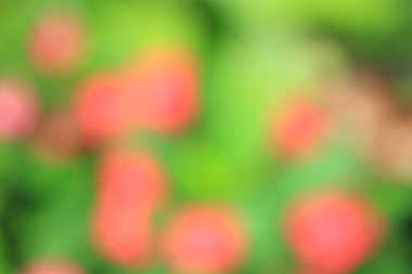 bulanık çiçek arka plan